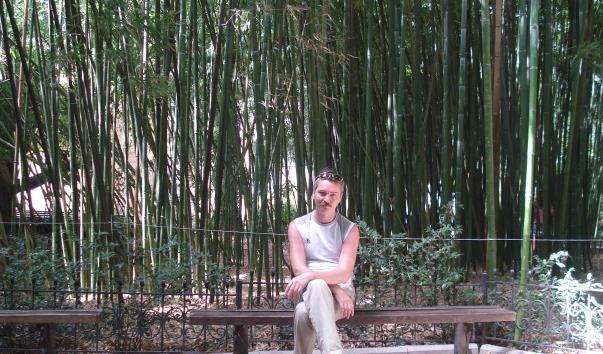 Бамбуковий гай