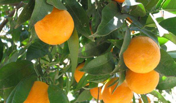 Апельсинові сади Туреччини