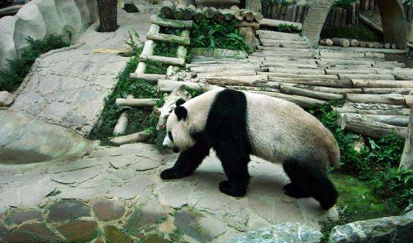 Зоопарк Чіанг Май