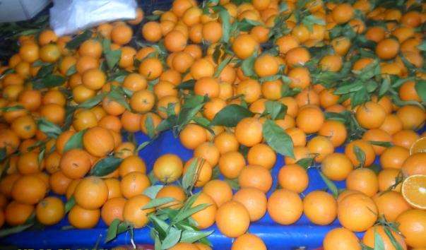 Апельсинові сади Туреччини