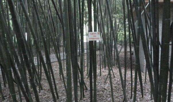 Бамбуковий гай