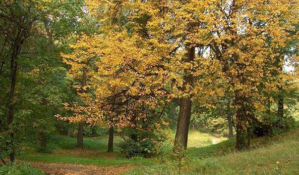 Філевський парк