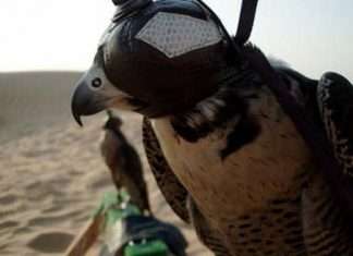 Соколиний центр Royal Shaheen Events