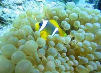 Пляж Скинария