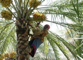 Фінікова ферма