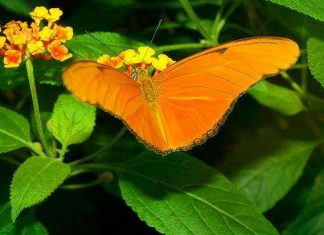 Парк метеликів