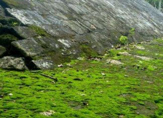 Стадіон для гри в мяч в Коба