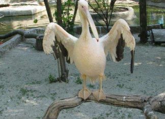 Одеський зоопарк