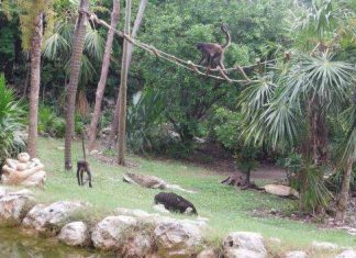 Острів павукоподібних мавп в парку Шкарет