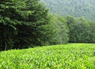 Мацестинская чайна плантація