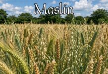 Несподівана Життєстійкість Стародавнього Землеробства: Чому Сільське Господарство, Засноване на Змішаних Посівах, Відроджується