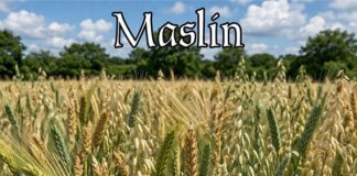 La resilienza inaspettata dell’agricoltura antica: perché l’agricoltura Maslin sta tornando alla ribalta