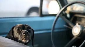 Подготовка вашего питомца к длительным автомобильным поездкам