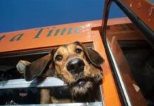 Чи можу я взяти своїх домашніх тварин у громадському транспорті?