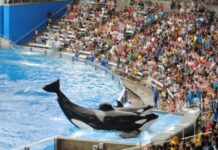 SeaWorld Orlando: Повний посібник для любителів адреналіну та шанувальників тварин