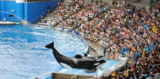 SeaWorld Orlando: Повний посібник для любителів адреналіну та шанувальників тварин